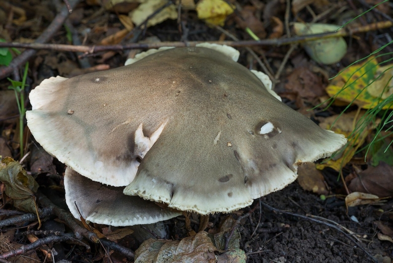 Говорушка дымчатая рядовка дымчатая