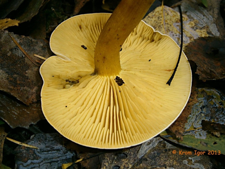 Tricholomopsis rutilans