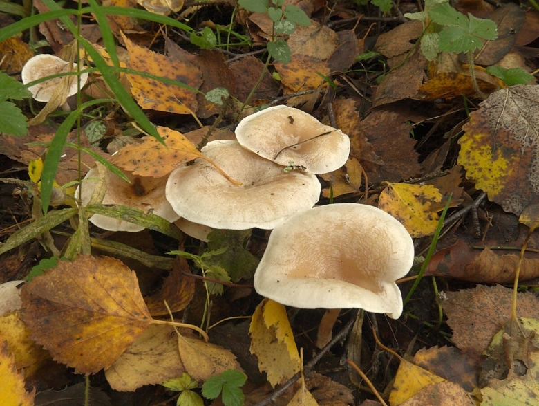 Грибы во Владимирской области