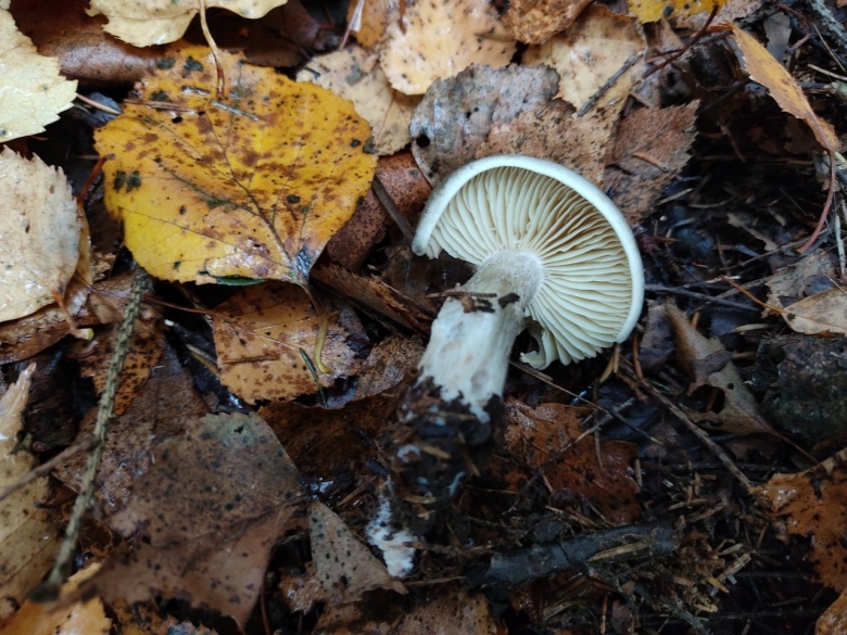 Hygrophorus persoonii