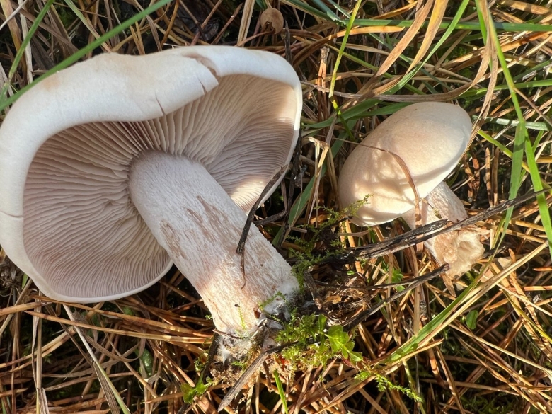 Грибы рядовки синеножки