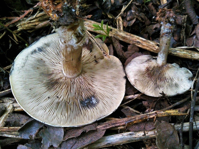 Hebeloma sinapizans гриб