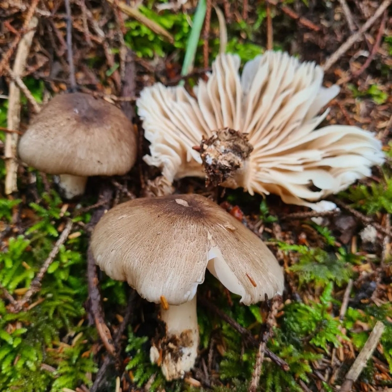 Рядовка заостренная