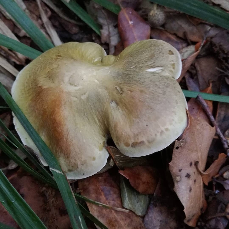 Рядовка опёнковидная