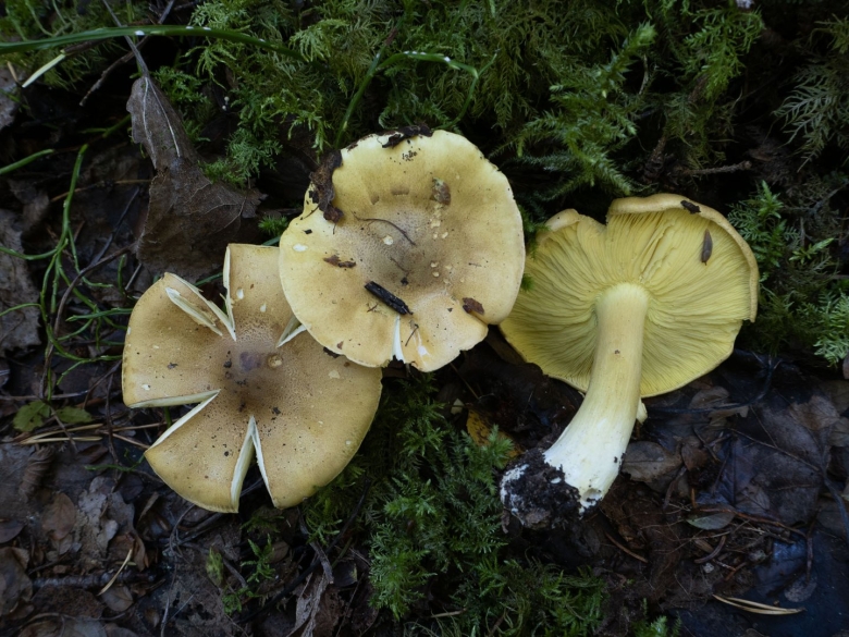 Гриб зеленушка Осиновая