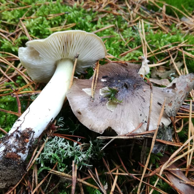 Рядовки серушки