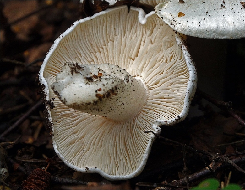 Russula delica (подгруздок белый)