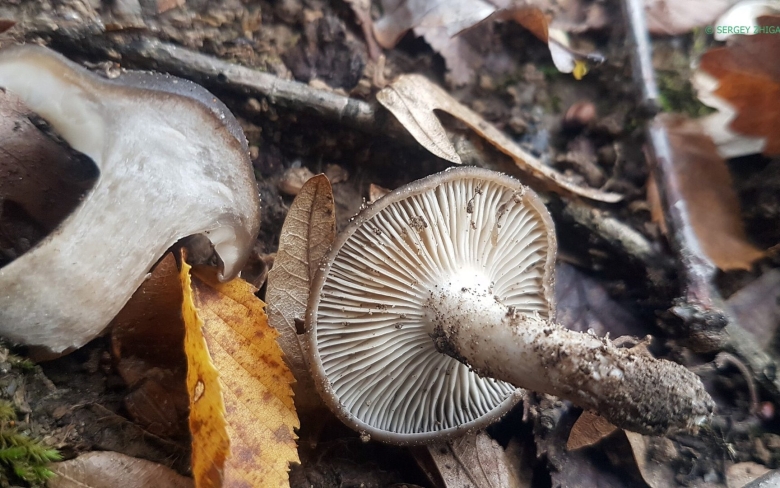 Лиофиллум ильмовый