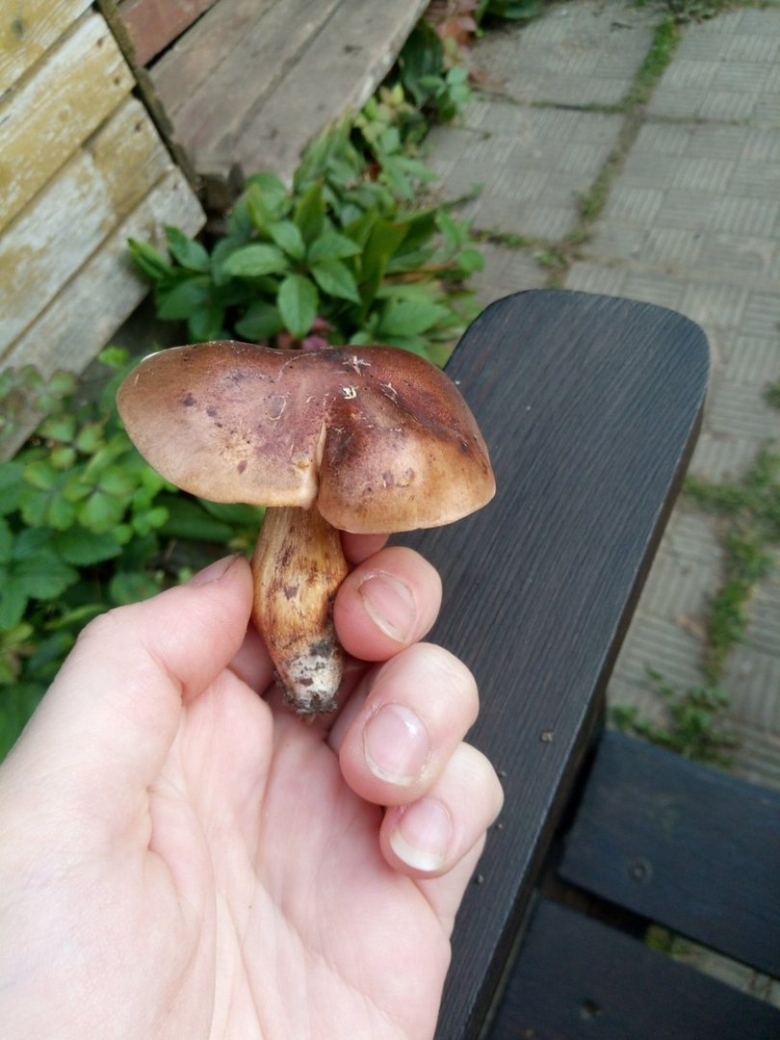 Челыши грибы