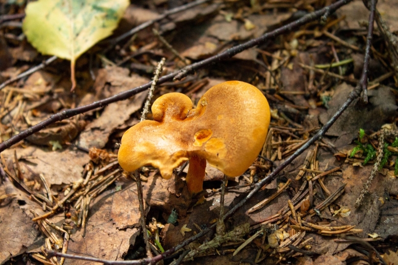 Рядовка желто красная