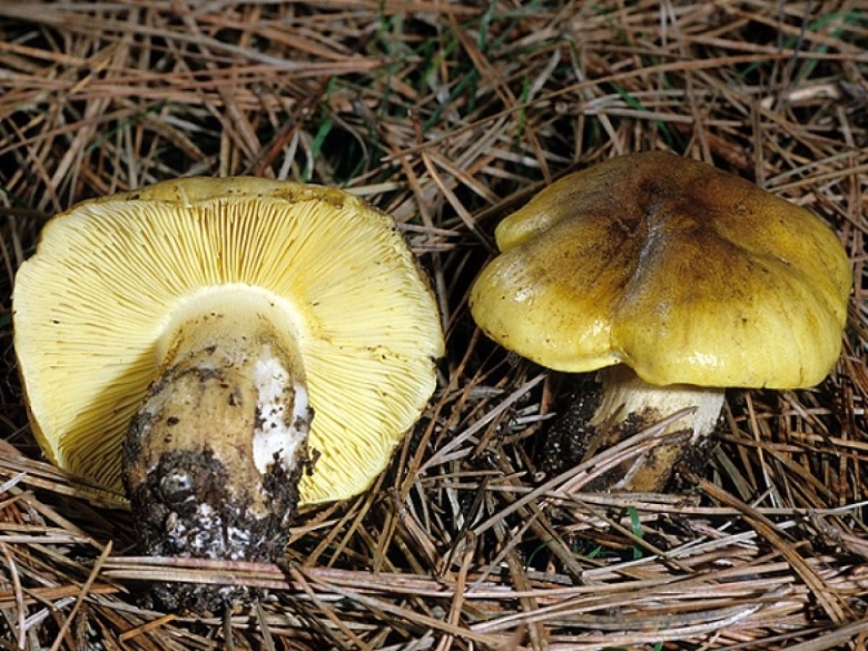 Рядовка зеленая зеленушка