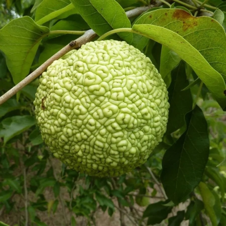 Лжеапельсин маклюра