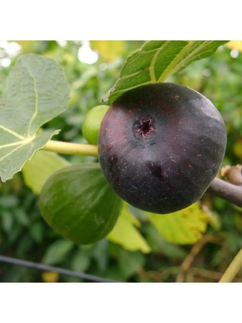 Инжир самоплодный