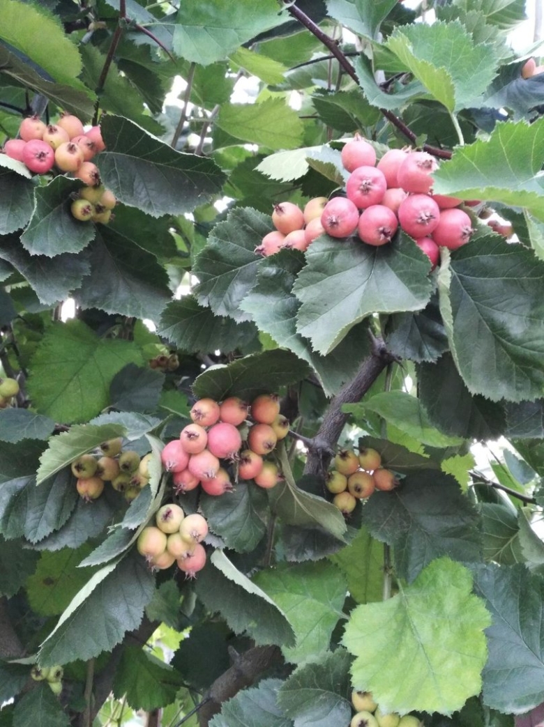 Боярышник мягковатый - crataegus submollis