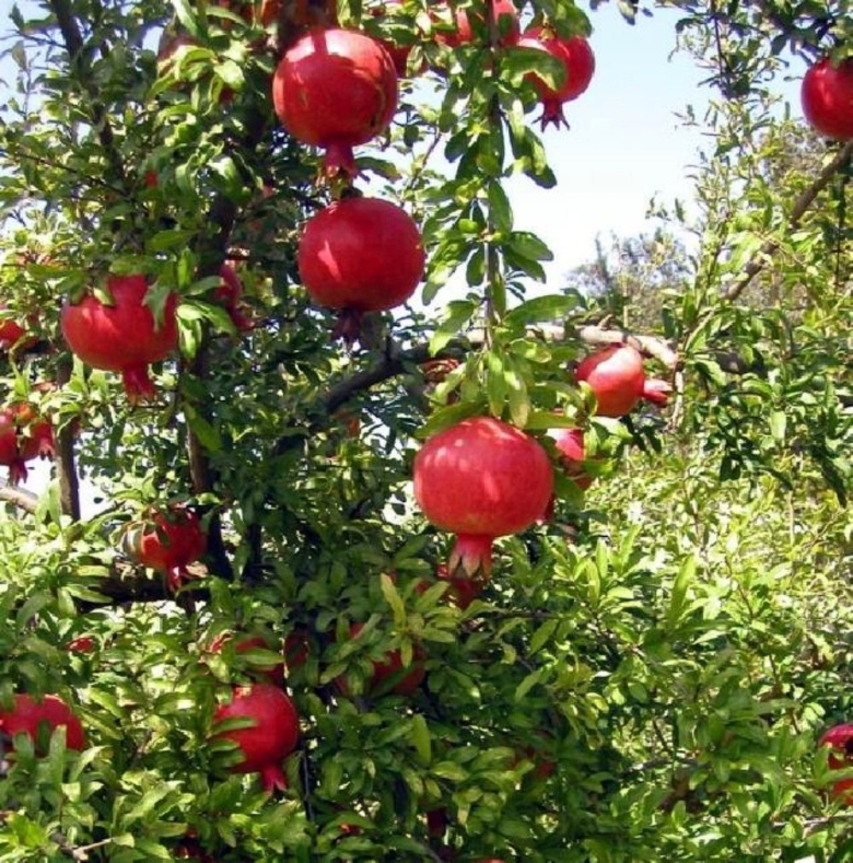 Гранат сорта Гюлоша