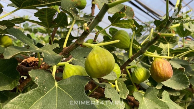 Урожай фигового дерева