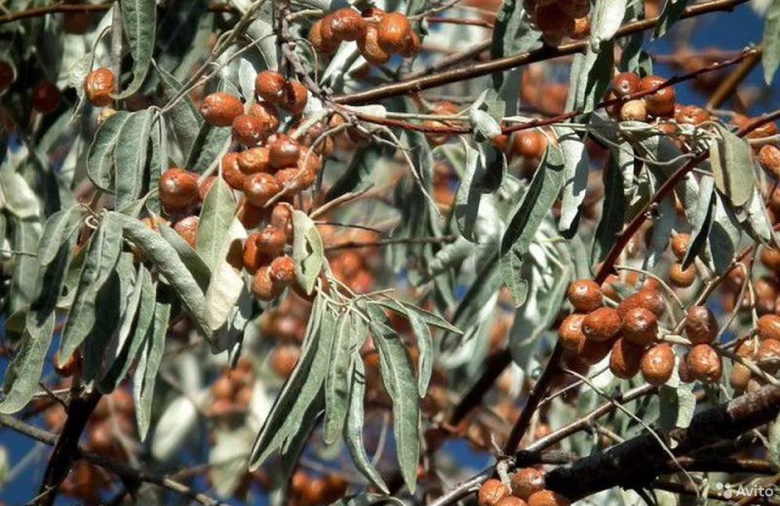 Лох узколистный Джида что это