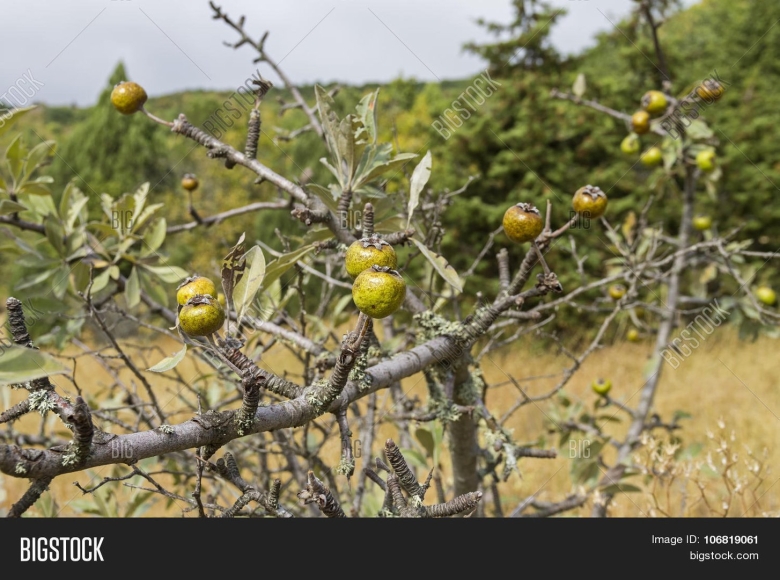 Грушевое дерево с колючками
