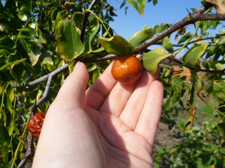 Крымский финик Зизифус