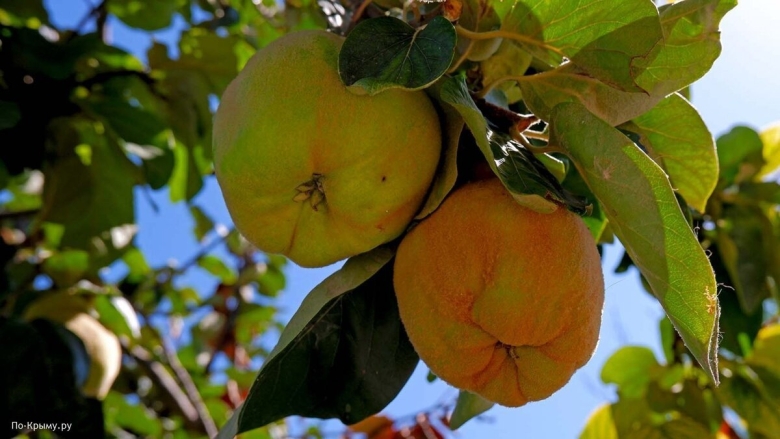 Фрукт на дереве в Крыму