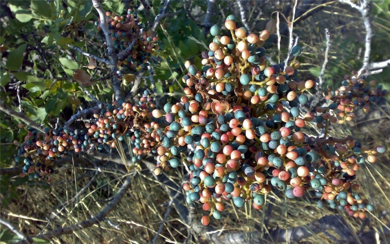 Кустарники Крыма