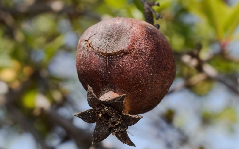 Среднеазиатский гранат