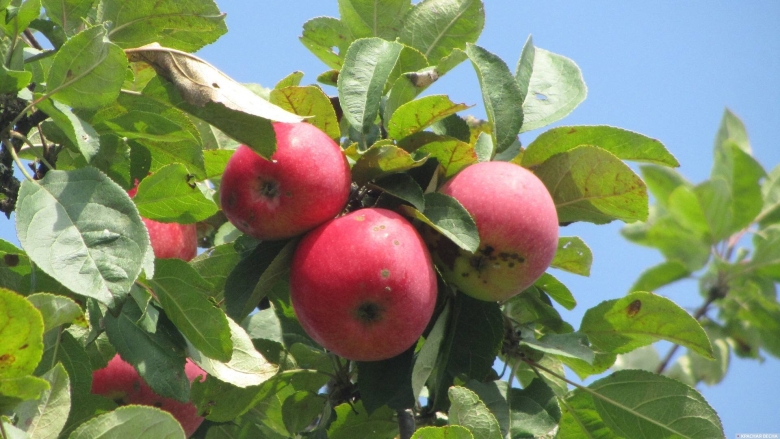 Сорт яблок из Крыма