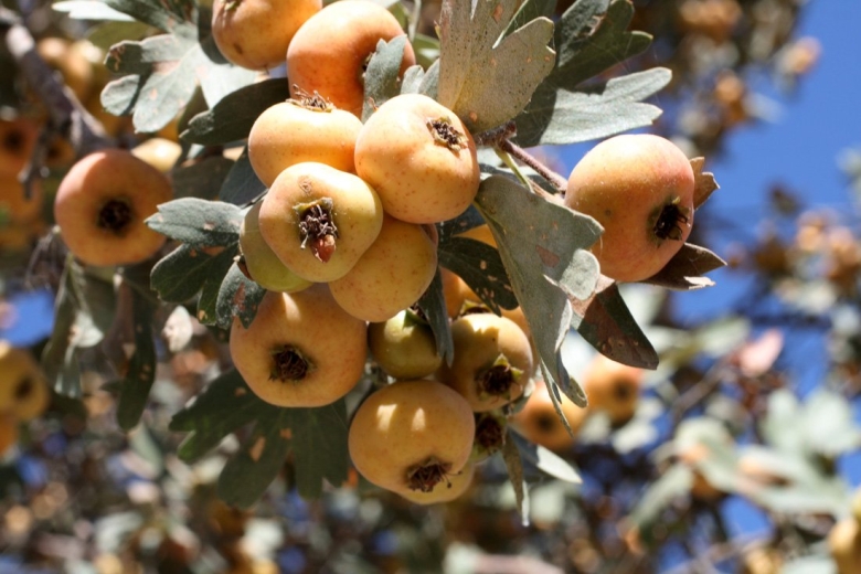 Боярышник Понтийский