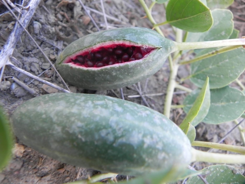 Каперсы колючие в Крыму