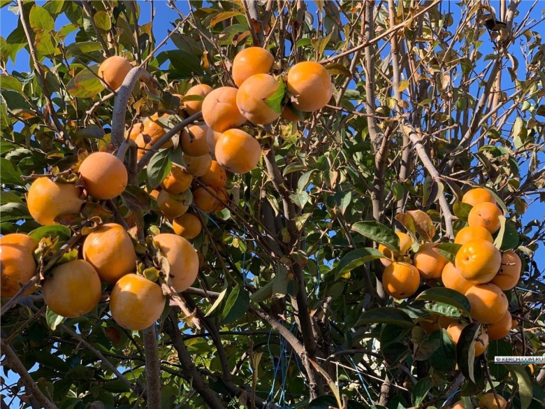 Керчь хурма