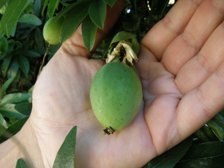 Страстоцвет голубой плоды