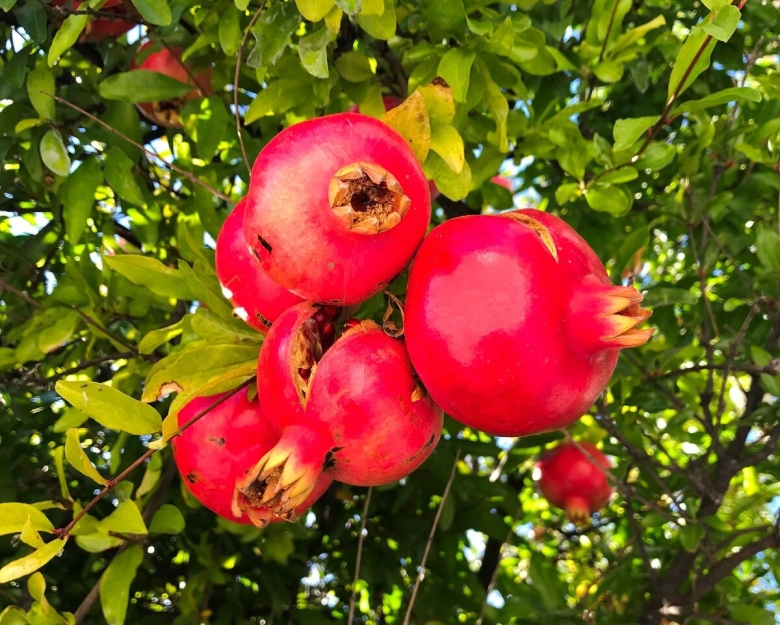 Крымские фрукты