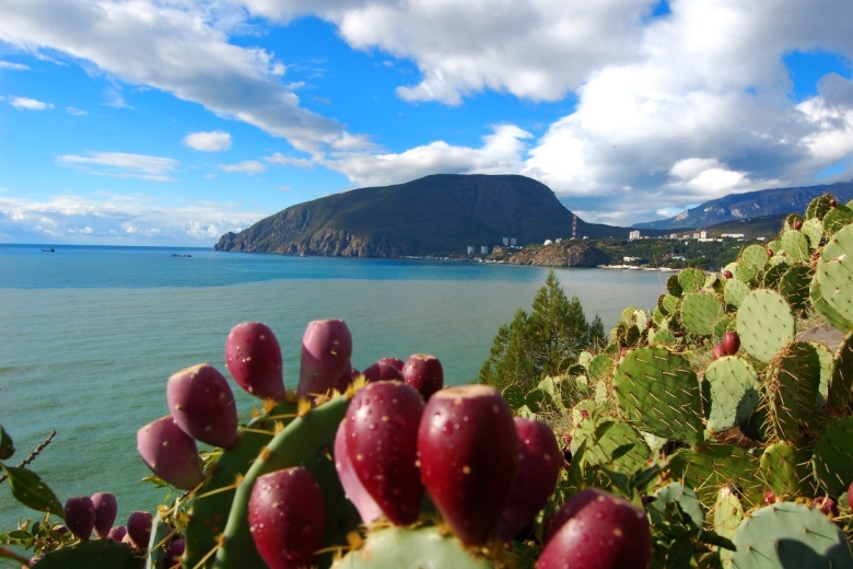 Крымский Кактус опунция