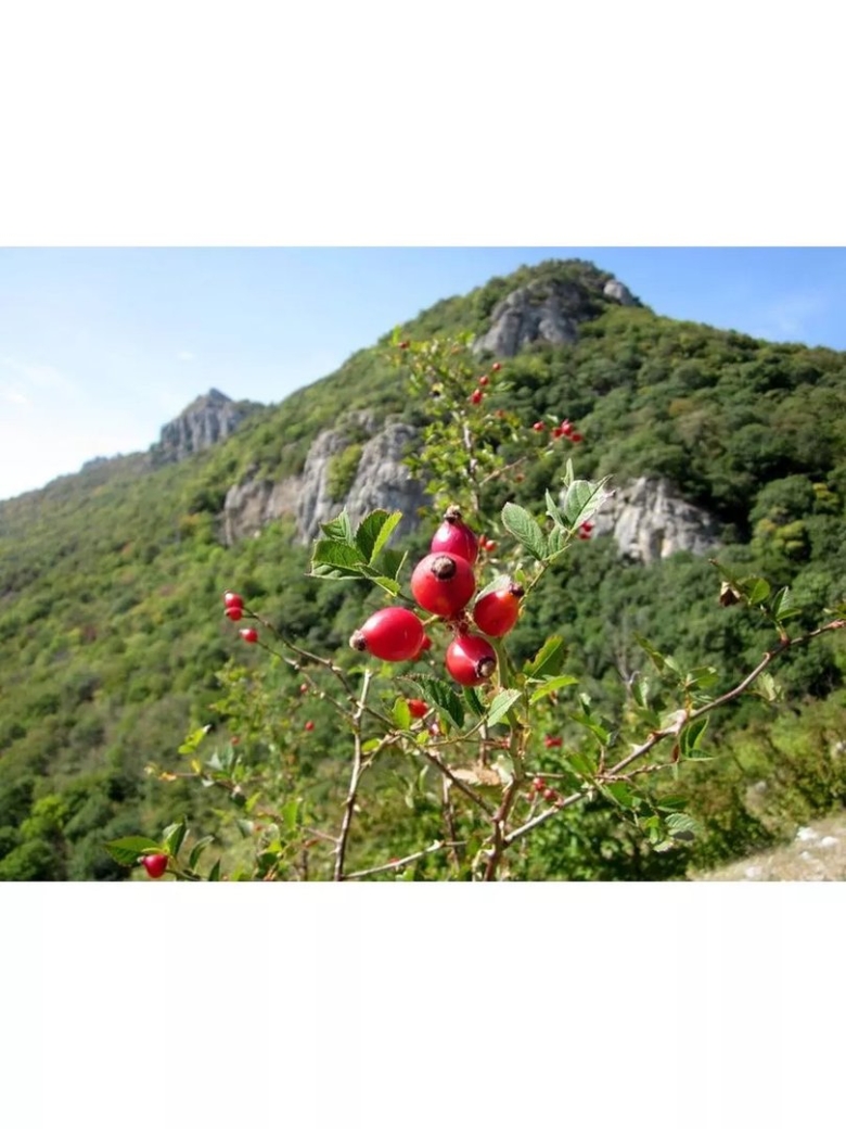 Шиповник горный Таджикистан