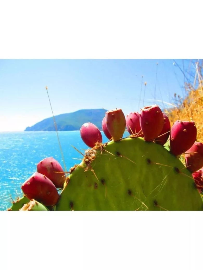 Цветущая Крымская опунция