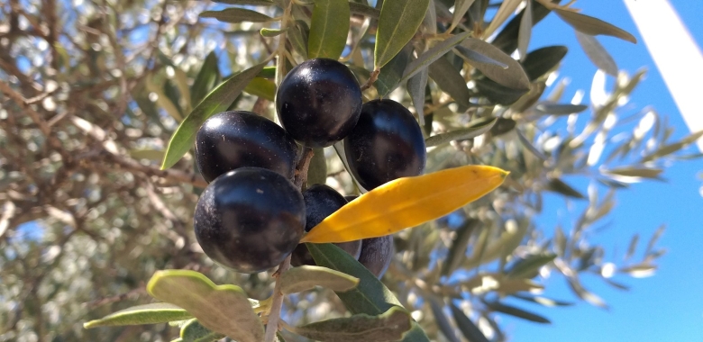 В какой стране произрастают маслины