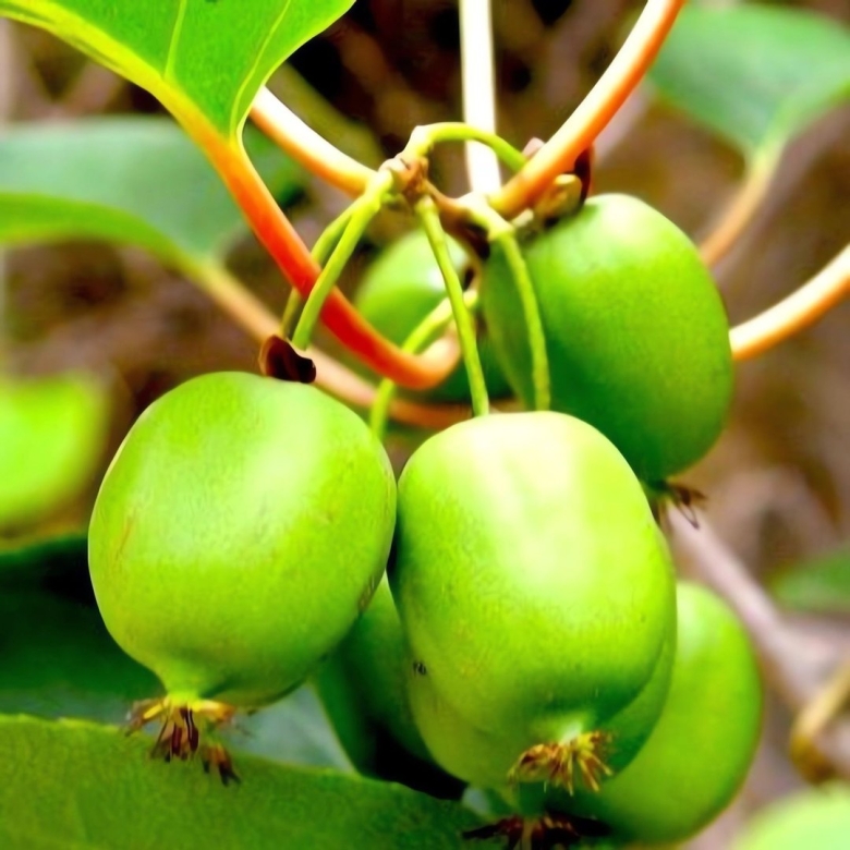 Актинидия аргута Ананасная