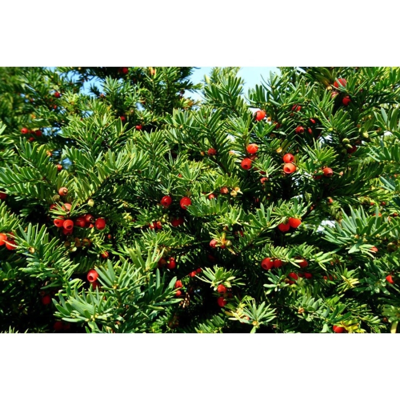 Тис ягодный Таксус Бакката