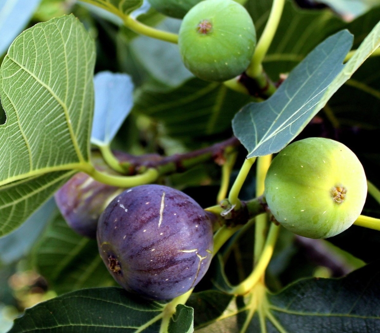 Инжир Крымский черный