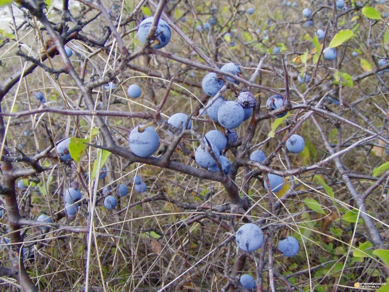 Терновник колючий куст