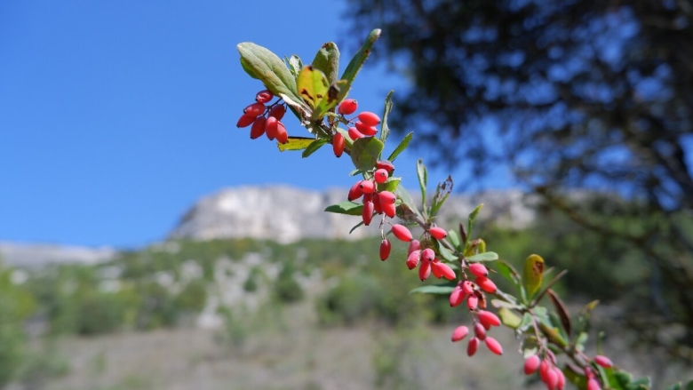 Барбарис обыкновенный цветение