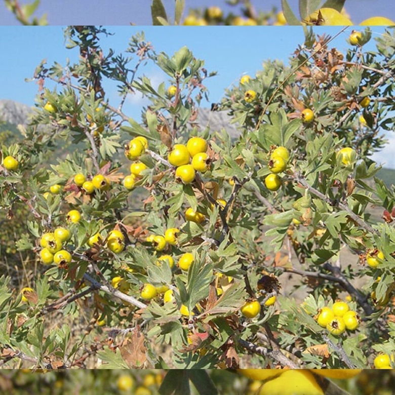 Боярышник Поярковой Крымский