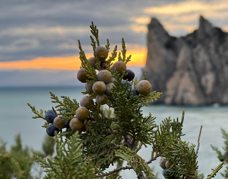 Можжевельник высокий ареал