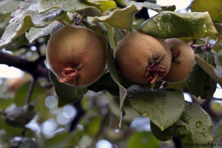 Фрукты которые растут в Крыму