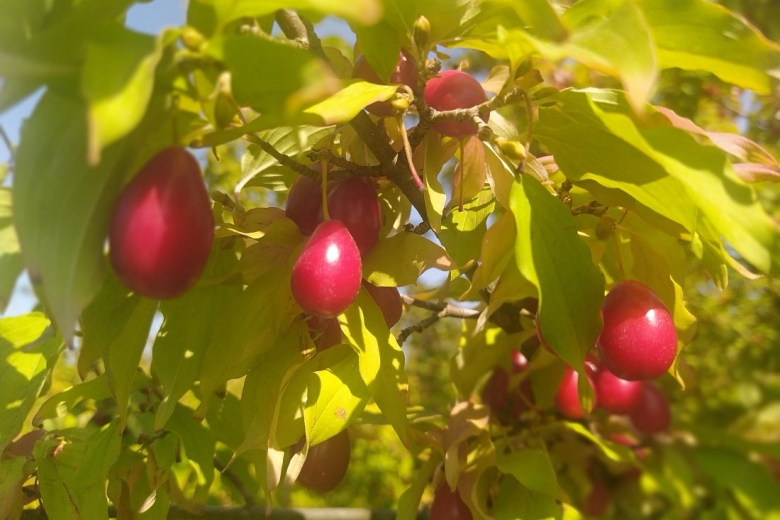 Кизил сорт лукьяновский