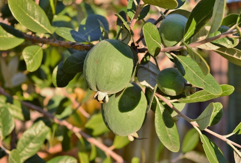 Плантация фейхоа