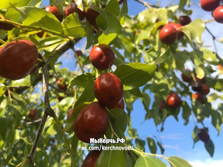 Зизифус настоящий