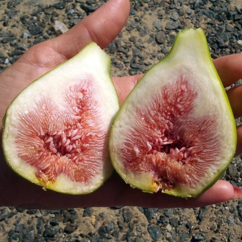 Далматский Королевский инжир