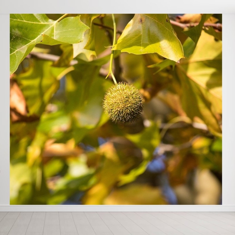 Платан дерево листья