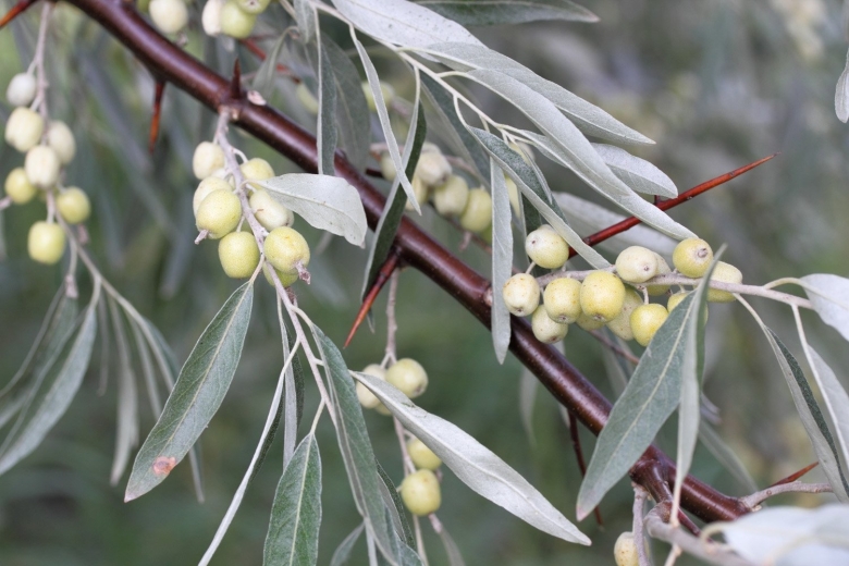 Лох узколистный Ангустифолия